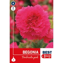 Vh08055 Begonia Fimbriata Pink 3db/cs