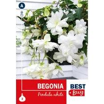 Vh08107 Begonia Pendula White 2db/cs
