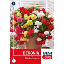 Vh08118 Begonia Pendula Mix 3db/cs