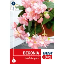 Vh08108 Begonia Pendula Pink 2db/cs