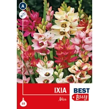 Vh08064 Ixia Mix 15db/cs