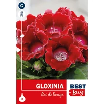 Vh08067 Gloxinia Roi de Rouge 2db/cs