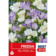 Vh08121 Freesia Blue/White Mix 12db/cs
