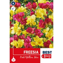 Vh08134 Freesia Pink/Yellow Mix 12db/cs