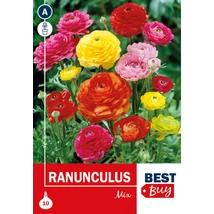 Vh08032 Ranunculus Mix 10db/cs