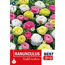 Vh08120 Ranunculus Pastel Mixture 12db/cs