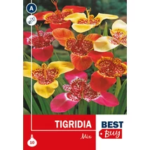 Vh08061 Tigridia Mix 10db/cs