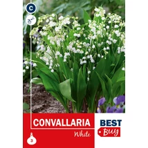 Vh08027 Convallaria White (Gyöngyvirág) 3db/cs