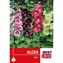 Vh08104 Alcea Mix 3db/cs