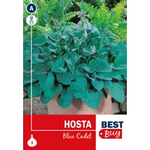 Vh08070 Hosta Blue Cadet 1db/cs