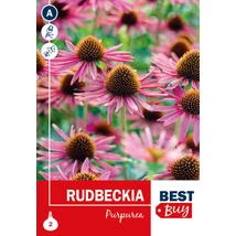 Vh08040 Rudbeckia Purpurea 2db/cs