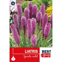 Vh08037 Liatris spicata violet
