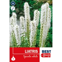 Vh08069 Liatris Spicata White 6db/cs