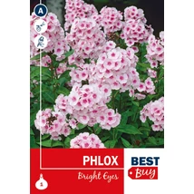 Vh08038 Phlox Bright Eyes 1db/cs