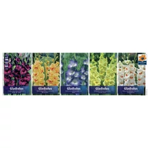 Vh GLS09 Gyűjtő Gladiolus Largeflowering 80dbx5 méret:12-14