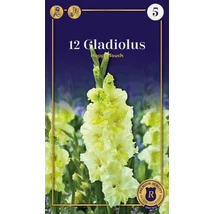 Vh08741 Gladiolus Supreme  Happy Touch 12db/cs