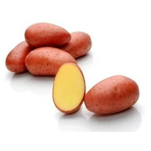 Burgonya Red Lady 50db-os "A" 28-35mm FR