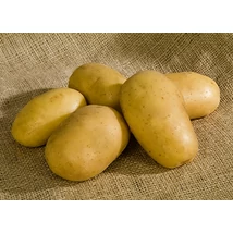 Burgonya Nazca 50db-os "A" 25-35mm FR