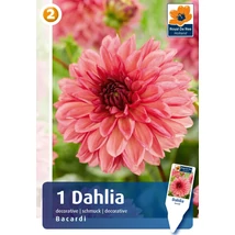 Vh08827 Dahlia Decorative Bacardi 1db/cs