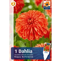 Vh08828 Dahlia Decorative Happy Halloween 1db/cs