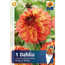 Vh08830 Dahlia Decorative Ding a Dong 1db/cs