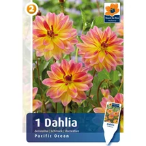 Vh08831 Dahlia Decorative Pacific Ocean 1db/cs