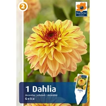 Vh08832 Dahlia Decorative Gelia 1db/cs