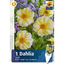 Vh08835 Dahlia Mignon Fire and Ice Lemon 1db/cs