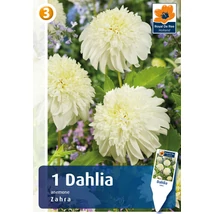 Vh08837 Dahlia Anemone Zahra 1db/cs