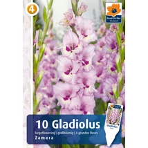 Vh08838 Gladiolus Largeflowering Zamora 10db/cs