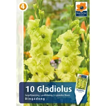 Vh08839 Gladiolus Largeflowering Dingadong 10db/cs