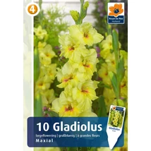 Vh08841 Gladiolus Largeflowering Maxial 10db/cs