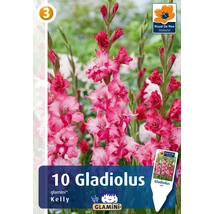 Vh08842 Gladiolus Glamini Kelly 10db/cs