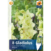 Vh08843 Gladiolus Parrot Alicia 8db/cs
