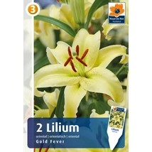 Vh08845 Liliom Oriental Gold Fever 2db/cs