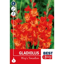 Vh08122 Gladiolus Wig's Sensation 5db/cs