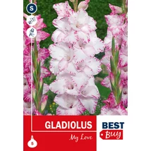 Vh08123 Gladiolus My Love 5db/cs
