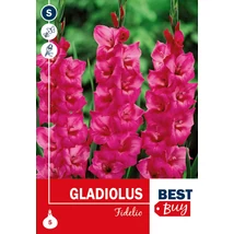 Vh08125 Gladiolus Fidelio 5db/cs
