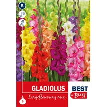 Vh08126 Gladiolus Largeflowering Mix 5db/cs