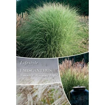 Vh10307 Ornametal Grasses Miscanthus sinensis Morning Light