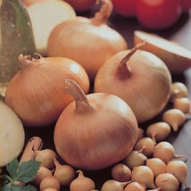 Dughagyma Allium cepa Stuttgarti 14-19mm 50dkg/cs