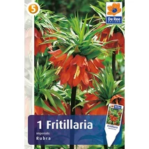 Vh 16412  Fritillaria Imperialis Rubra 1db/cs 20/22