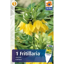 Vh 16409  Fritillaria Imperialis Lutea 1db/cs 20/22