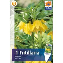 Vh16409 Fritillaria Imperialis Lutea 1db/csom