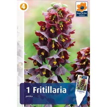 Vh 16411  Fritillaria Persica 1db/cs 18/20