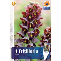 Vh16411 Fritillaria Persica 1db/csom