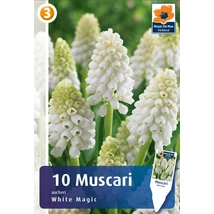 Vh 16426  Muscari Aucheri White Magic 10db/cs 6/+
