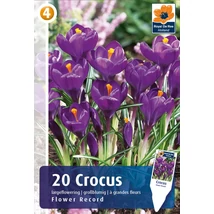 Vh 16342 Crocus Largeflowering Flower Record 20db/cs 8/9