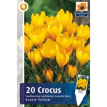 Vh16343 Crocus Largeflowering Grand Yellow 20db/csom