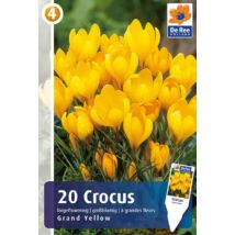 Vh16343 Crocus Largeflowering Grand Yellow 20db/csom
